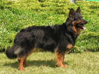 Ch., JCh. Xena Bryvilsár