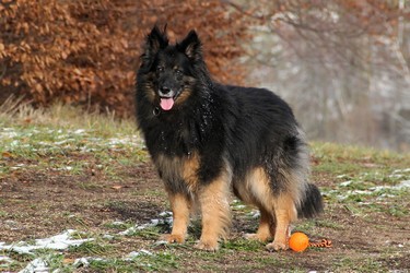Grand Ch., Ch. Arwen od Perlového potoka