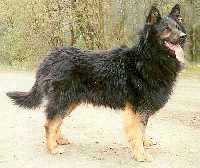 fotoalbum