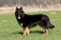 fotoalbum