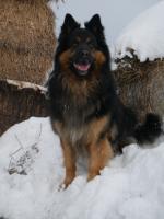 fotoalbum
